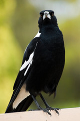 An Australian Magpie  - full length shot - perched.