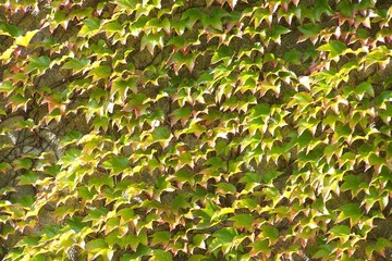 Ivy wall