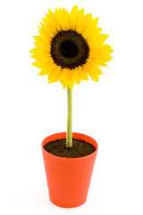 Sunflower in a pot. Isolated on white background