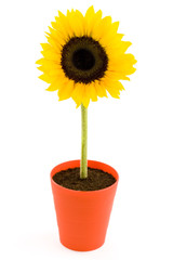 Obraz premium Sunflower in a pot. Isolated on white background
