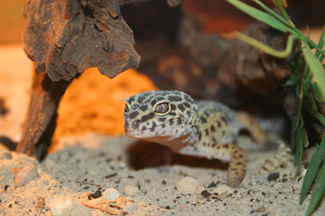 Eublepharis macularius. Tropical lizard on the sand 
