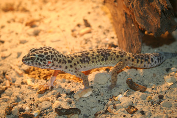 Eublepharis macularius. Tropical lizard on the sand in desert