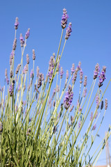 Lavander standing tall against a blue sky. © ManicBlu