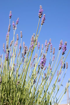 Fototapeta Lavander standing tall against a blue sky.