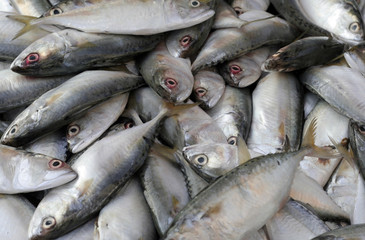 Obraz premium fish