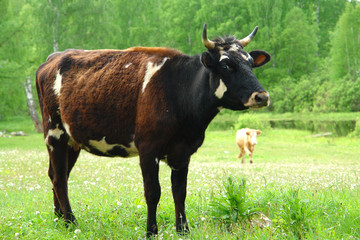 cow