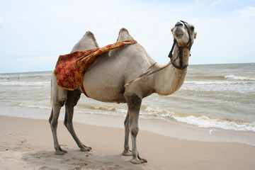 Camel - ship of the desert. 