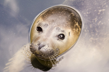 Rescued Harbour Seal (Phoca Vitulina) - landscape orientation