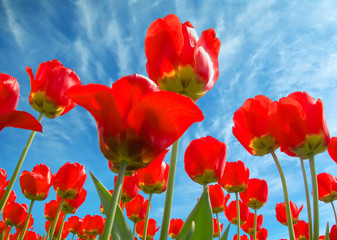 Fototapeta na wymiar Fresh red spring tulips. The bottom view.