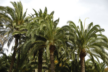 Palm forest and clear sky.