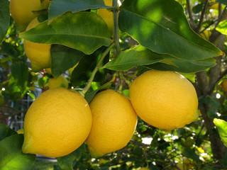 lemon tree branch with natural lemons