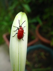 Lily Leaf Beetle on Lily Bud