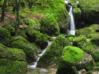 Wasserfall im Moos