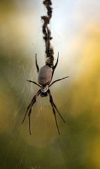 Riesenspinne Australien_07_2001