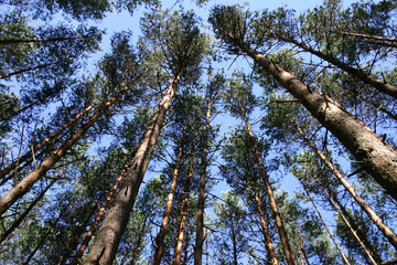 Fototapeta premium Top of the trees