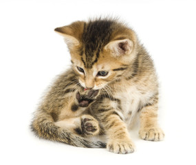Tabby kitten biting claws