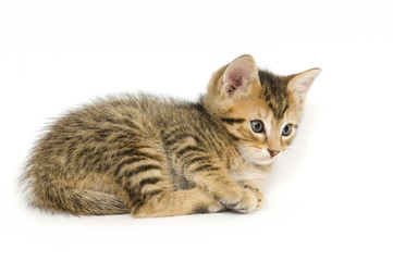 Obraz premium Tabby kitten resting