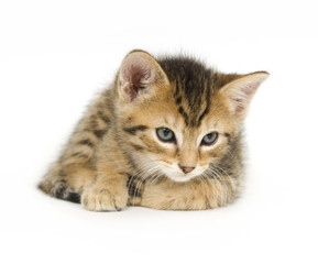 Obraz premium Tabby kitten resting