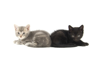 Black and gray kitten