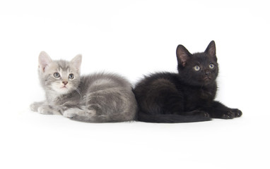 Black and gray kitten