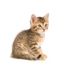 Obraz premium Tabby kitten sitting