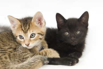 Fototapeta na wymiar Tabby and black kitten