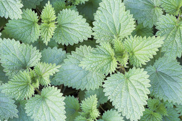 Stinging Nettles