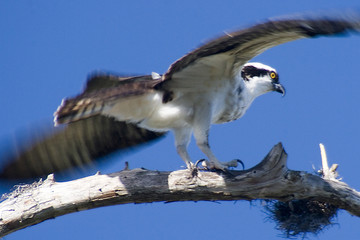 Osprey Take Off