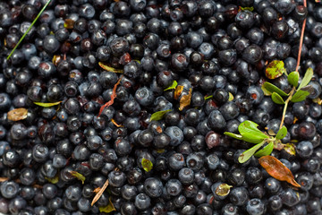 Loose of berries of a bilberry