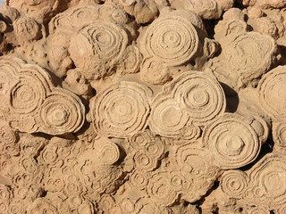 Fossilien dicht an dicht