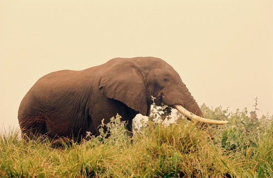 elephant3