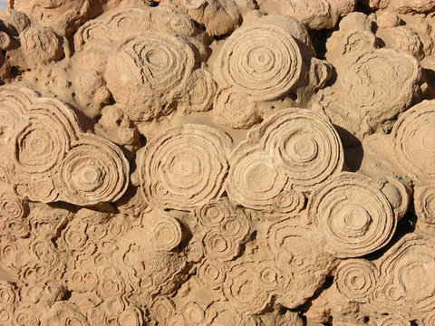 Fossilien dicht an dicht
