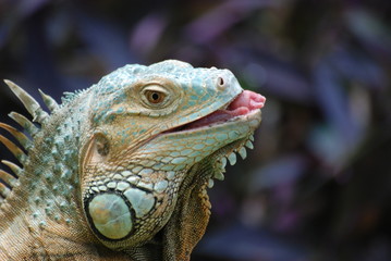 iguane
