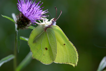 Brimstone butterfly on Greater Knapweed