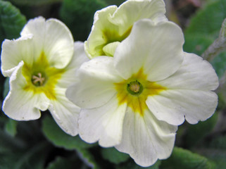 Fototapeta na wymiar Primrose Flower in Closeup