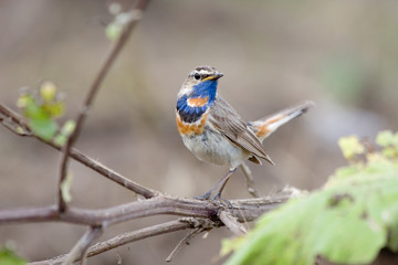 a bird (Luscinia svecica, bluethroat) on a branch