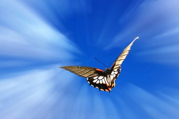 Vol du papillon © Ludovic LAN