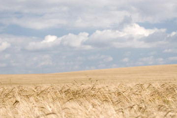 Wheat field 2