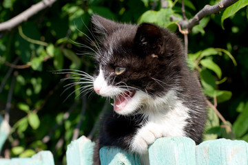 black and white kitten look out from the fence