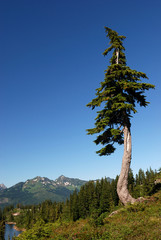 douglas fir tree on mountain - obrazy, fototapety, plakaty