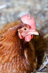 the variegated sitting hen close-up