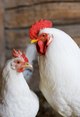 white rooster and hen couple
