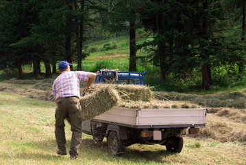agricoltura fieno