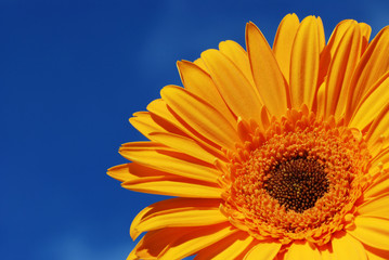 orange gerber daisy with blue sky background