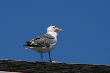 Seagull on Roof
