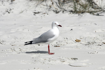 seagull 