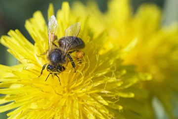 abeille et fleur