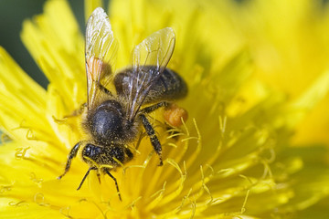 abeille et fleur
