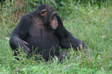 chimpanzé assis de profil