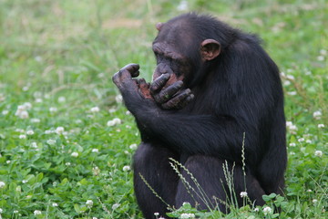 chimpanzé assis